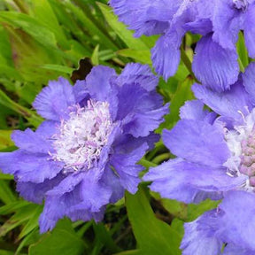 Scabieuse du Caucase Stäfa - Scabiosa caucasica stäfa - Plantes