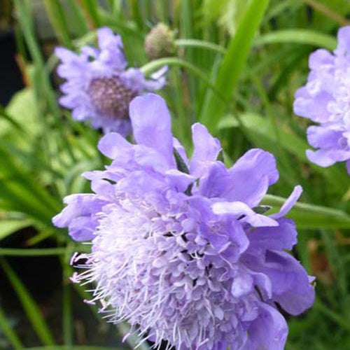 3 Scabieuse du Japon Alpina - Scabiosa japonica var. alpina - Plantes