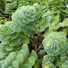 3 Sedum courbé - Sedum anacampseros - Plantes