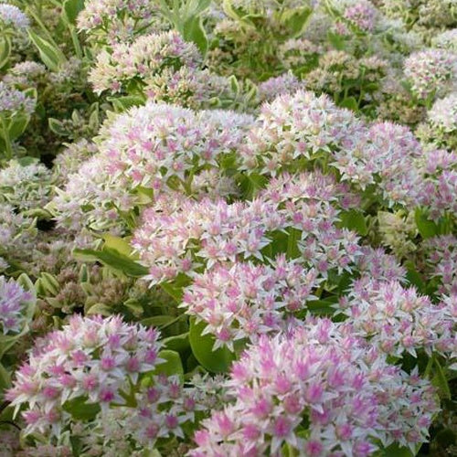 Sedum Frosty Morn - Sedum frosty morn - Plantes