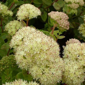 Sedum Gooseberry Fool - Sedum telephium maximum gooseberry fool - Plantes