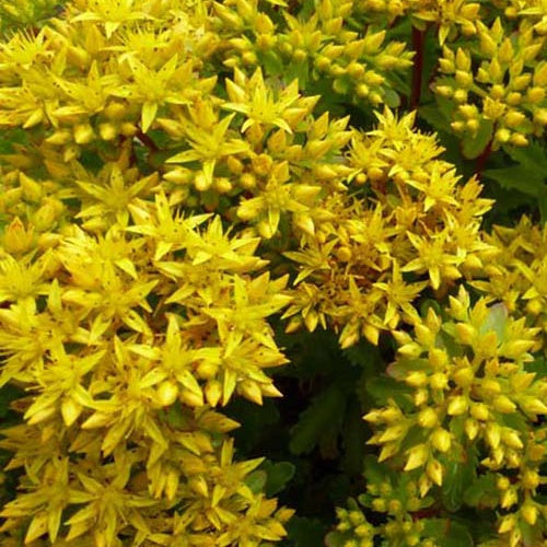 3 Sedum Immergrünchen - Sedum hybridum immergrünchen - Plantes