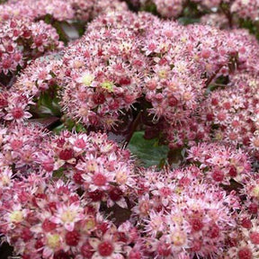 Sedum Strawberry and Cream - Sedum strawberry and cream - Plantes