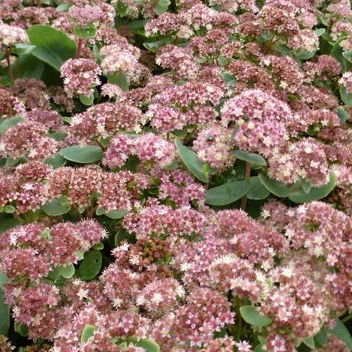 Sedum Stewed Rhubarb Mountain - Sedum stewed rhubarb mountain - Plantes