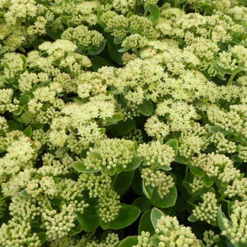 Sedum Sunkissed - Sedum sunkissed - Plantes