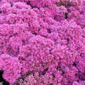 Sedum Thunderhead - Sedum thunderhead - Plantes