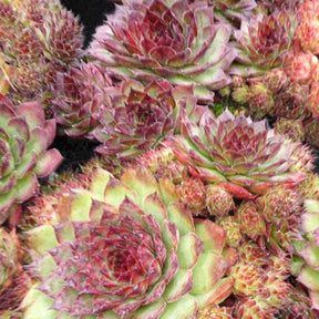 3 Joubarbes Dark Beauty - Sempervivum - Sempervivum dark beauty - Plantes