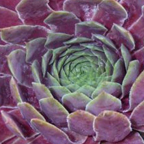 3 Joubarbes Red King - Sempervivum - Sempervivum red wings - Plantes