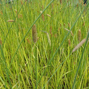 Vulpin des prés panaché - Alopecurus pratensis aureovariegatus - Plantes