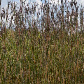 Andropogon Prairie Summer - Andropogon gerardii präriesommer - Plantes