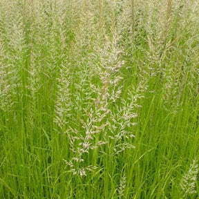 Calamagrostide panachée Waldenbuch - Calamagrostis acutiflora waldenbuch - Plantes