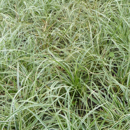 Laîche conique Snowline - Carex - Carex conica snowline - Plantes