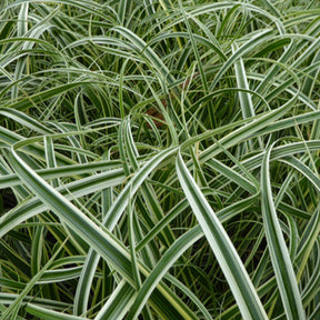 Laîche Feather Falls - Carex - Carex feather falls - Plantes