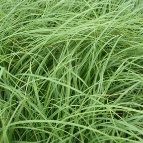 Laîche glauque - Carex - Carex flacca - Plantes