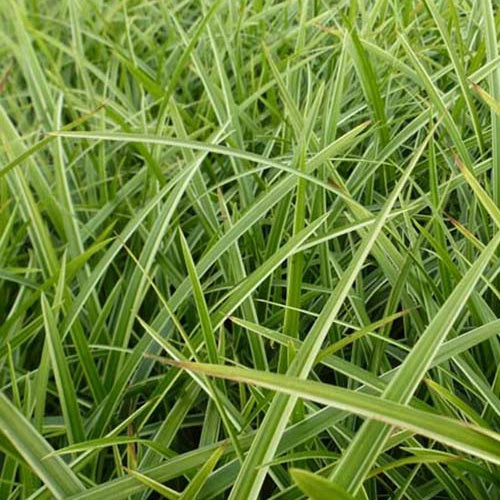 Laîche du Japon Gilt - Carex - Carex morrowii gilt - Plantes