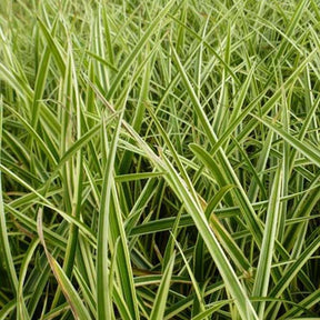 Laîche du Japon Goldband - Carex - Carex morrowii goldband - Plantes