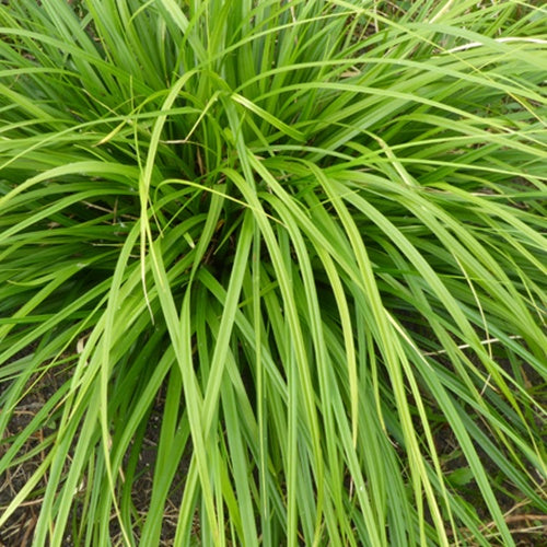 Laîche du Japon Mosten - Carex - Carex morrowii mosten - Plantes