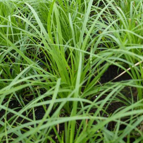 Laîche des montagnes - Carex - Carex montana - Plantes