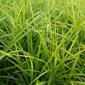 Laîche d'Amérique Silberstreif - Carex - Carex muskingumensis silberstreif - Plantes