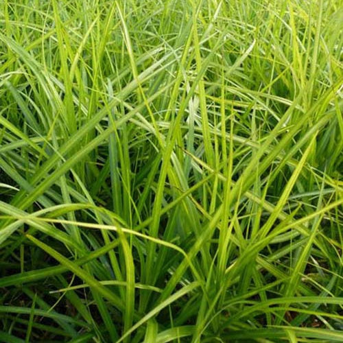 Laîche d'Amérique Silberstreif - Carex - Carex muskingumensis silberstreif - Plantes