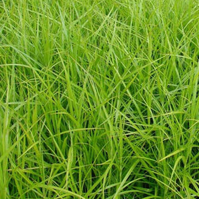 Laîche d'Amérique - Carex - Carex muskingumensis - Plantes