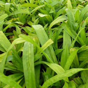 Laîche à feuilles de plantain - Carex - Carex plantaginea - Plantes