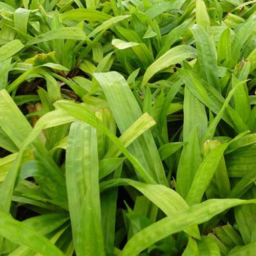 Laîche à feuilles de plantain - Carex - Carex plantaginea - Plantes