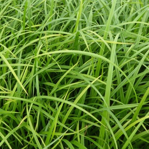 3 Laîches des bois - Carex - Carex sylvatica - Plantes