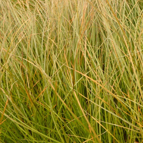 Laîche orange - Carex - Carex testacea - Plantes