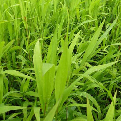 Chasmanthium latifolium Uniola latifolia - Chasmanthium latifolium - Plantes