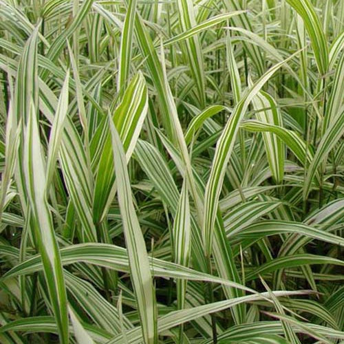 Chasmanthium latifolium River Mist Uniola latifolia - Chasmanthium latifolium river mist - Plantes