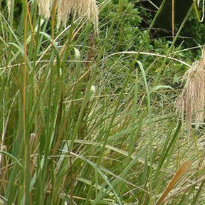 3 Herbes de la pampa de Richard - Cortaderia richardii - Plantes