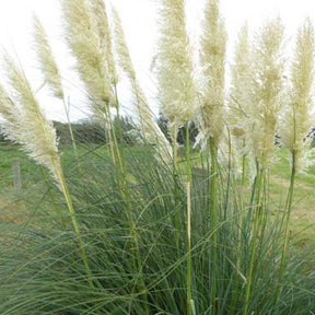 Herbe de la pampa argentée Sunningdale Silver - Cortaderia selloana sunningdale silver - Plantes