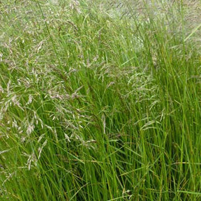 3 Canches cespiteuses - Deschampsia cespitosa - Plantes