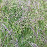 Fétuque améthyste - Festuca amethystina - Plantes