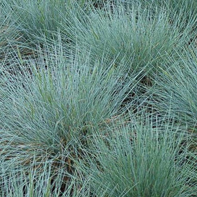 3 Fétuques bleues Zwergenkönig - Festuca glauca zwergenkönig - Plantes