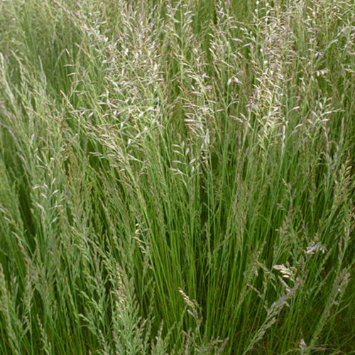 Fétuque Walberla - Festuca walberla - Plantes