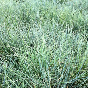 3 Fétuques du Valais Glaucantha - Festuca valesiaca glaucantha - Plantes