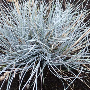 3 Fétuques du Valais Silbersee - Festuca valesiaca silbersee - Plantes