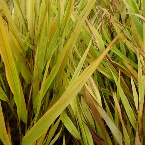 Herbe du Japon Beni-Kaze - Hakonechloa macra beni-kaze - Plantes