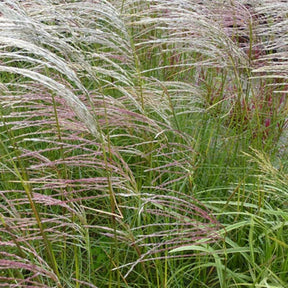 Eulalie Kleine Fontäne - Miscanthus sinensis kleine fontäne - Plantes