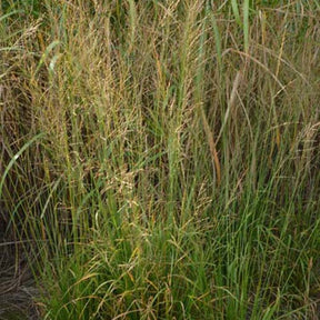 Molinie élevée Bergfreund - Molinia arundinacea bergfreund - Plantes