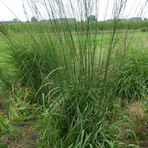 Molinie élevée Cordoba - Molinia arundinacea cordoba - Plantes