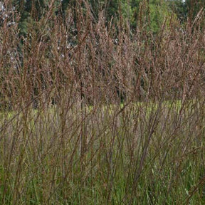 Molinie élevée Karl Foester - Molinia arundinacea karl foerster - Plantes