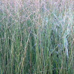 Molinie élevée Skyracer - Molinia arundinacea skyracer - Plantes vivaces