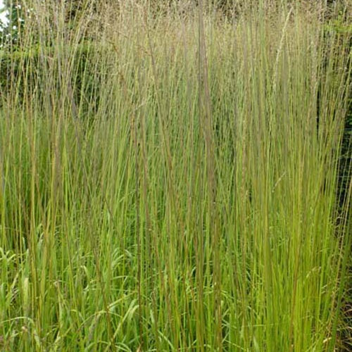 Molinie élevée Windsaule - Molinia arundinacea windsaule - Plantes