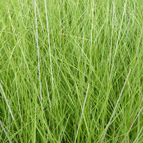 Herbe aux cerfs - Muhlenbergia rigens - Plantes