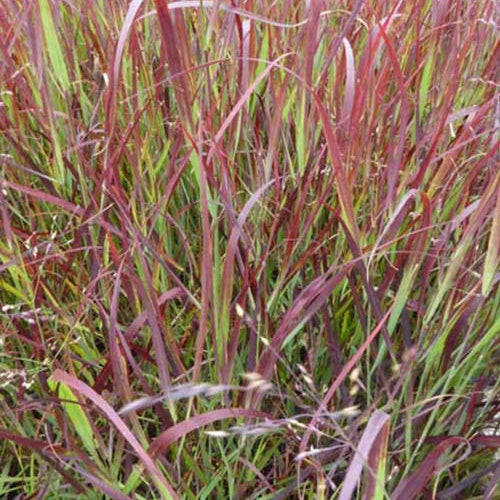 Panic érigé Külsenmoor - Panicum virgatum külsenmoor - Plantes