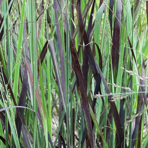 Panic érigé Blue Darkness - Panicum virgatum js blue darkness - Plantes