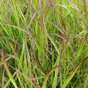 Panic érigé Heiliger Hain - Panicum virgatum heiliger hain - Plantes